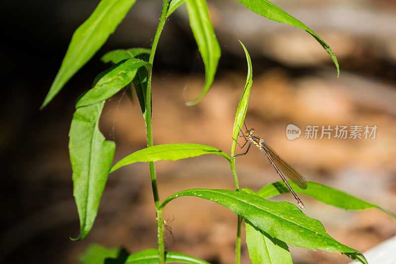 年轻的雌琥珀翅展开翅豆娘(Lestes eurinus)